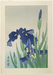 Iris, Mitte des 20. Jahrhunderts